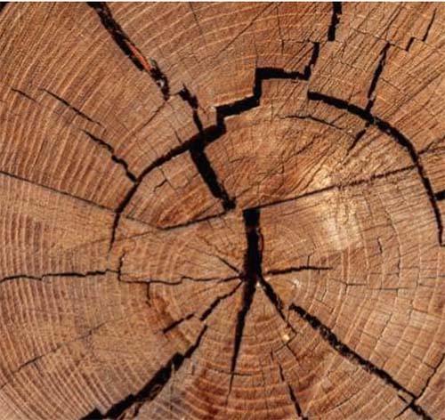 Dry Cracked Logs